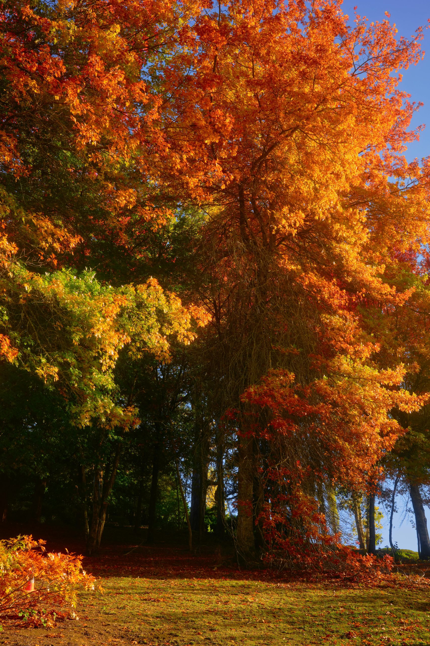 Vibrant autumn leaves in an Adelaide park, showcasing nature's fall colors.